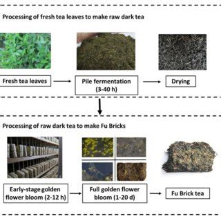 怎麼樣沖泡茯磚茶：探討古法與新風的融合之道